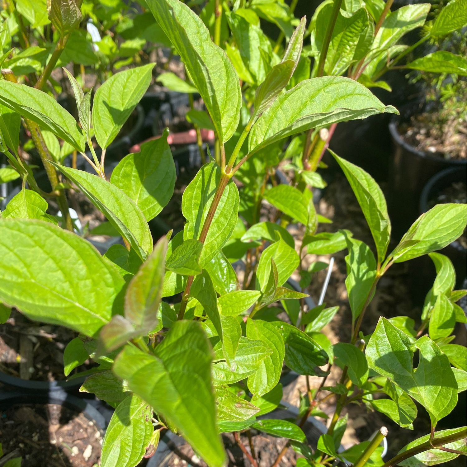 Cornus sericea ssp. occidentalis - Western Red Osier Dogwood