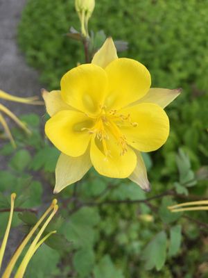 Aquilegia flavescens - Yellow Columbine