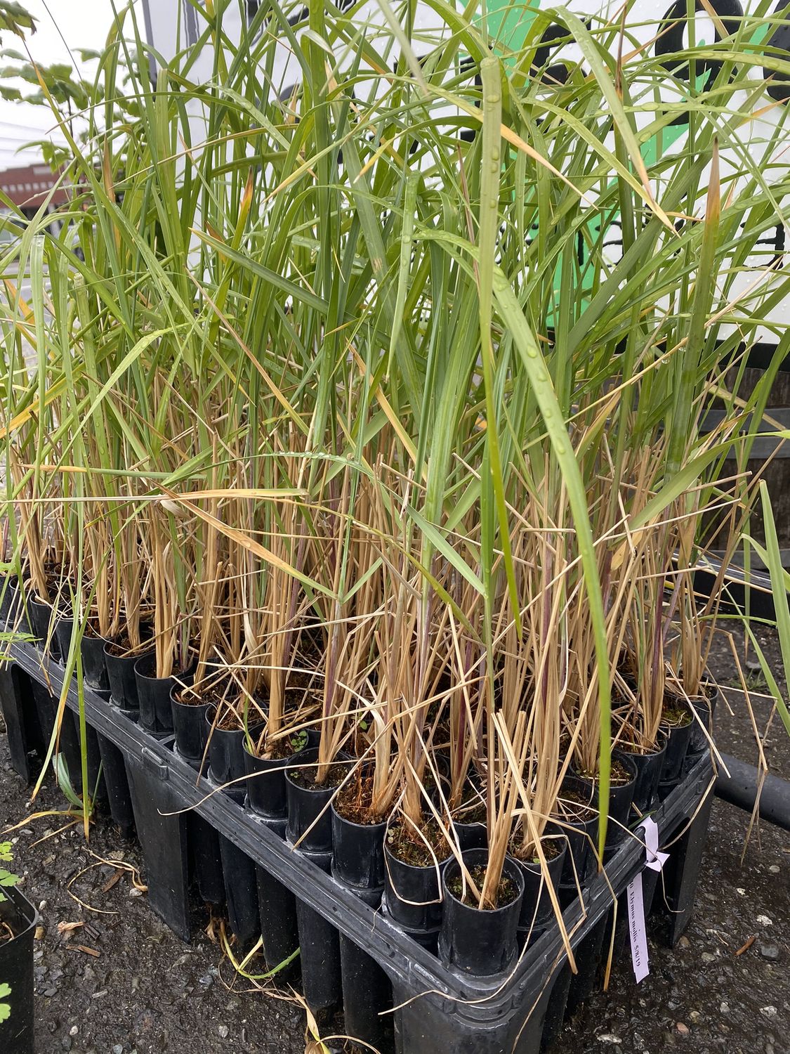 Leymus mollis - American Dunegrass