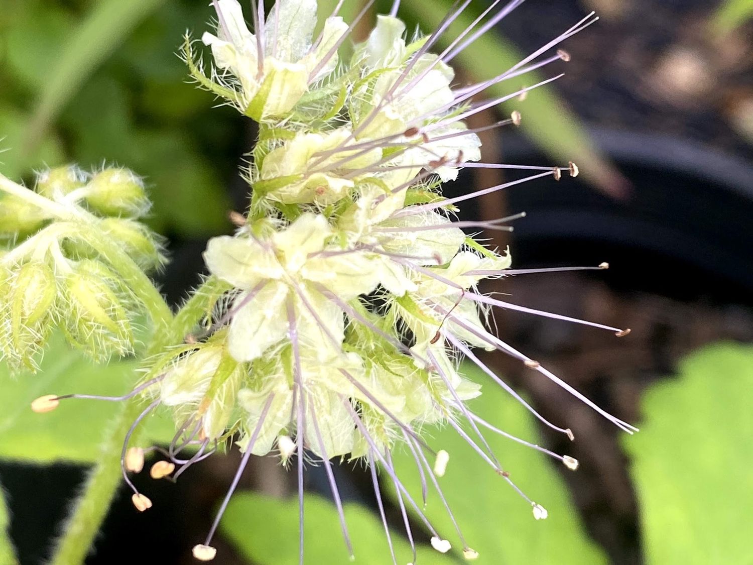 Hydrophyllum tenuipes - Pacific Waterleaf