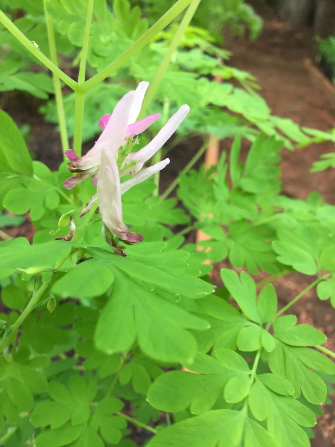 Corydalis scouleri - Scouler&#39;s Fumewort