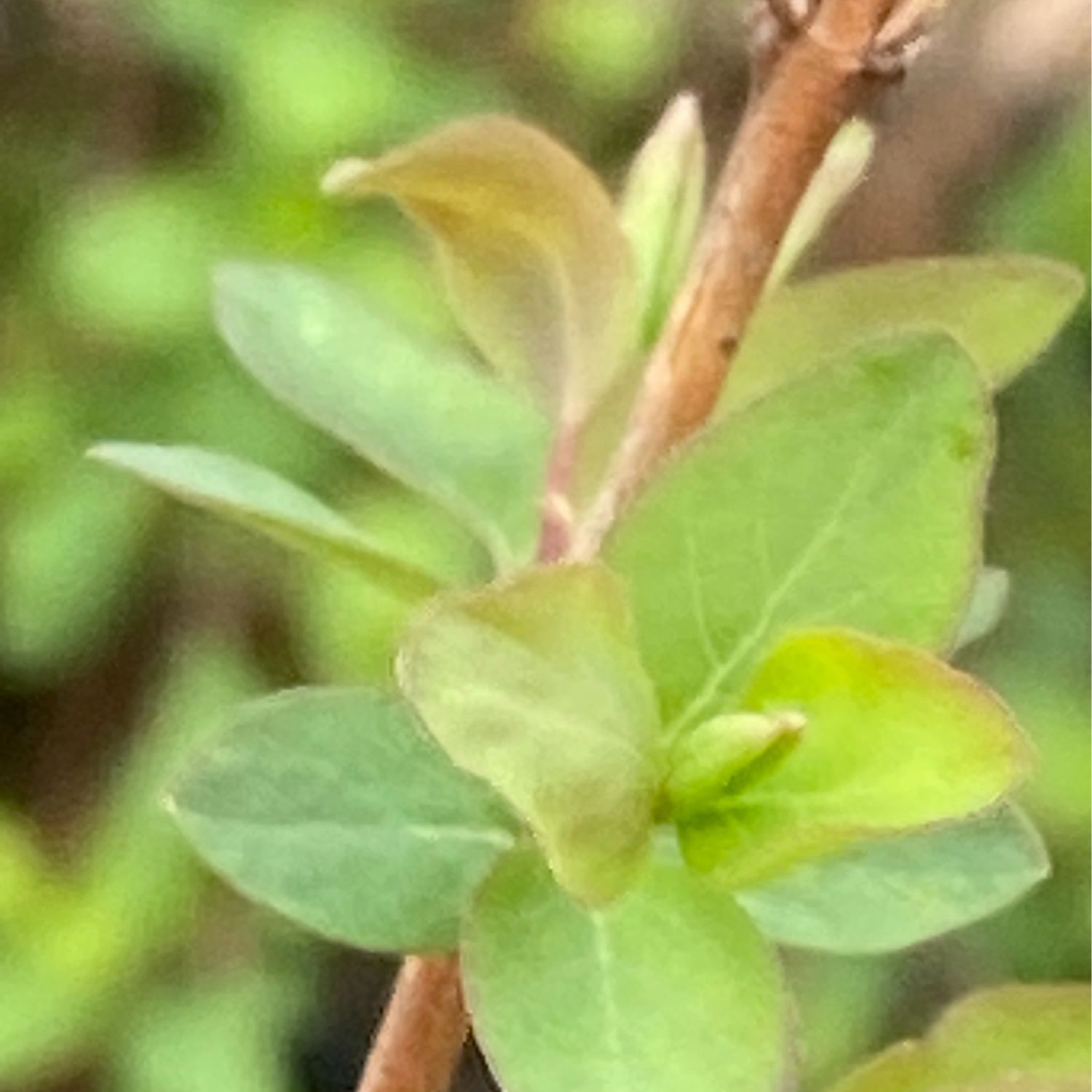 Symphoricarpos rotundifolius - Mountain Snowberry