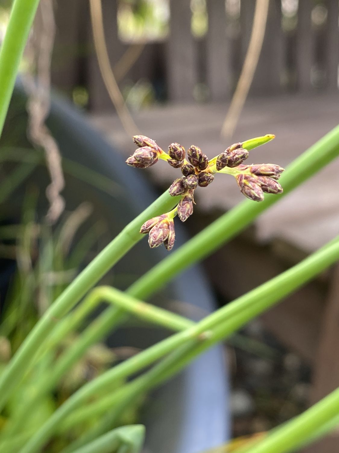 Schoenoplectus (Scirpus) acutus - Hardstem Bulrush