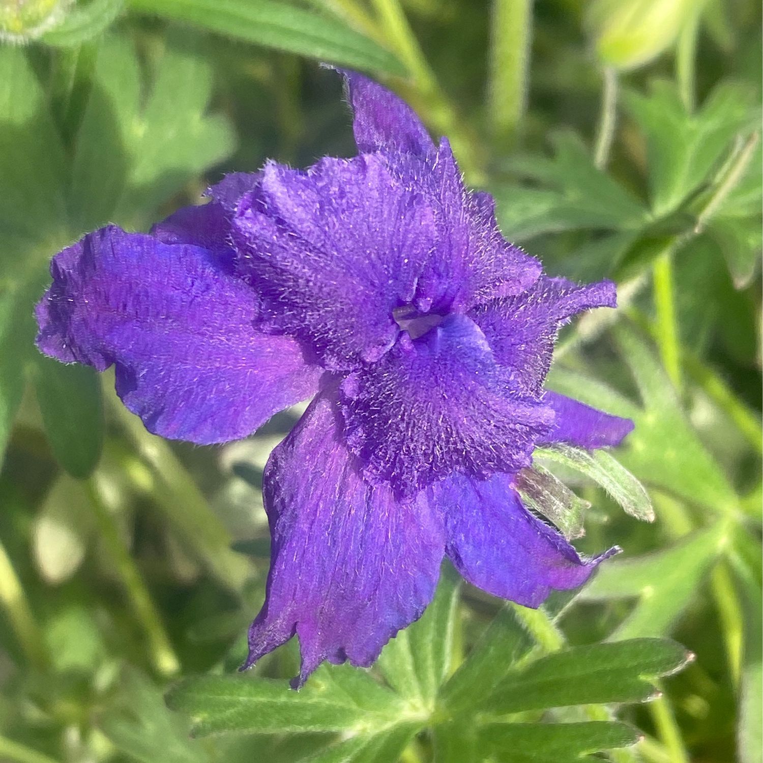 Delphinium menziesii - Menzies&#39; Larkspur