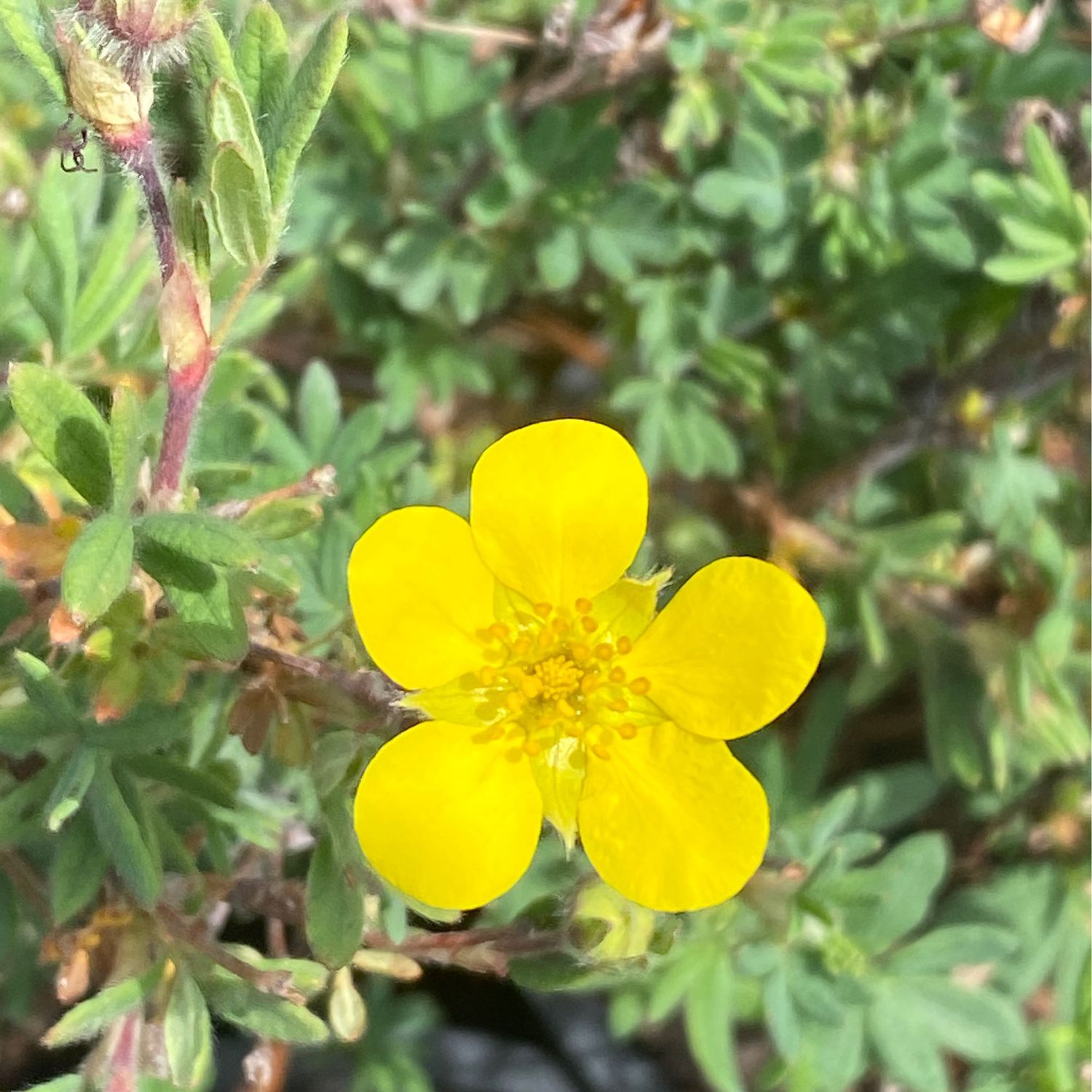 Dasiphora (Potentilla) fruticosa - Shruby Cinquefoil