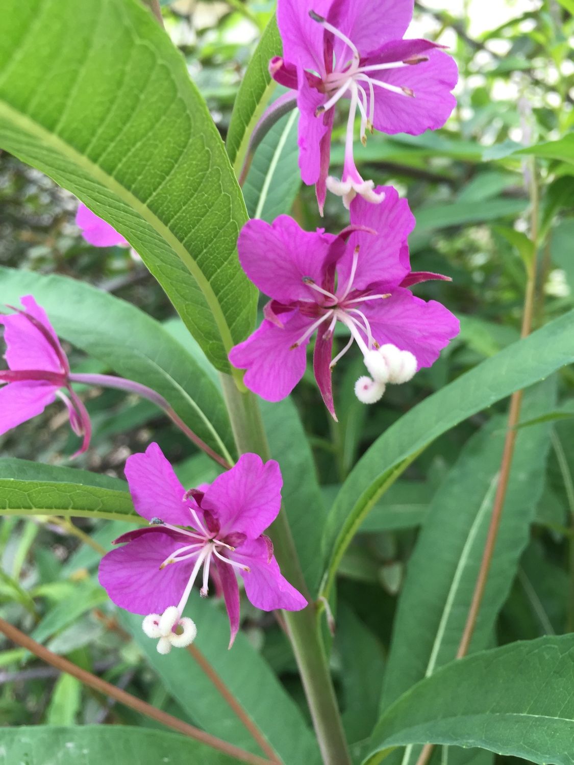 Chamaenerion angustifolium - Fireweed