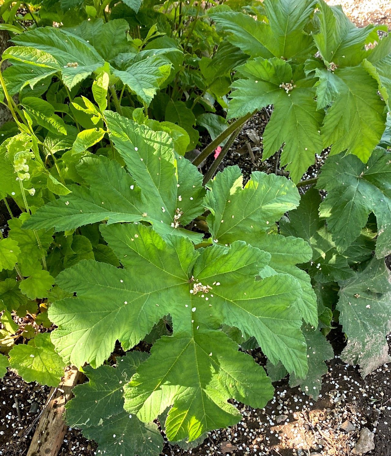 Heracleum maximum - Cow Parsnip