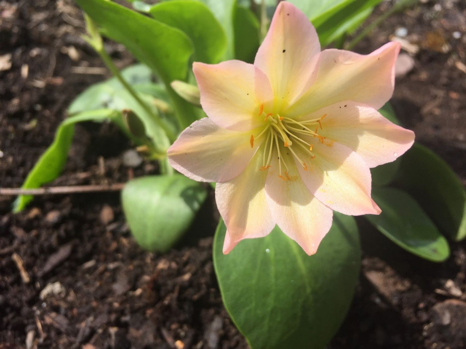 Lewisiopsis tweedyi - Tweedy's Lewisia