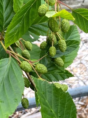Alnus alnobetula (viridis) ssp. sinuata - Sitka Alder