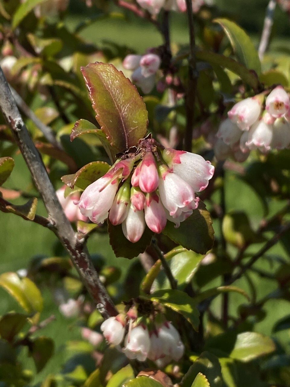 Vaccinium ovatum - Evergreen Huckleberry