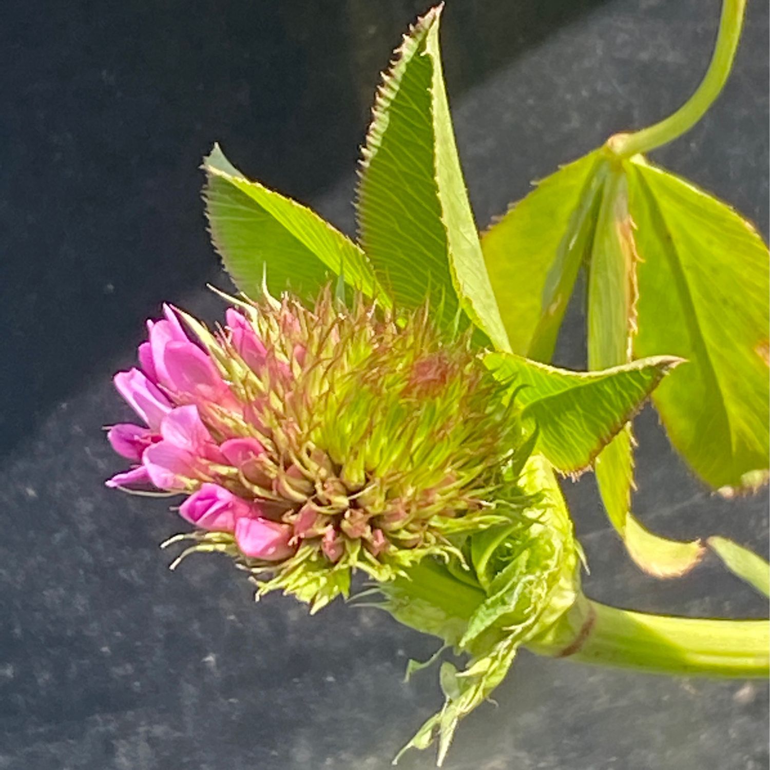 Trifolium wormskioldii - Spring, Cow, Salt Marsh Clover