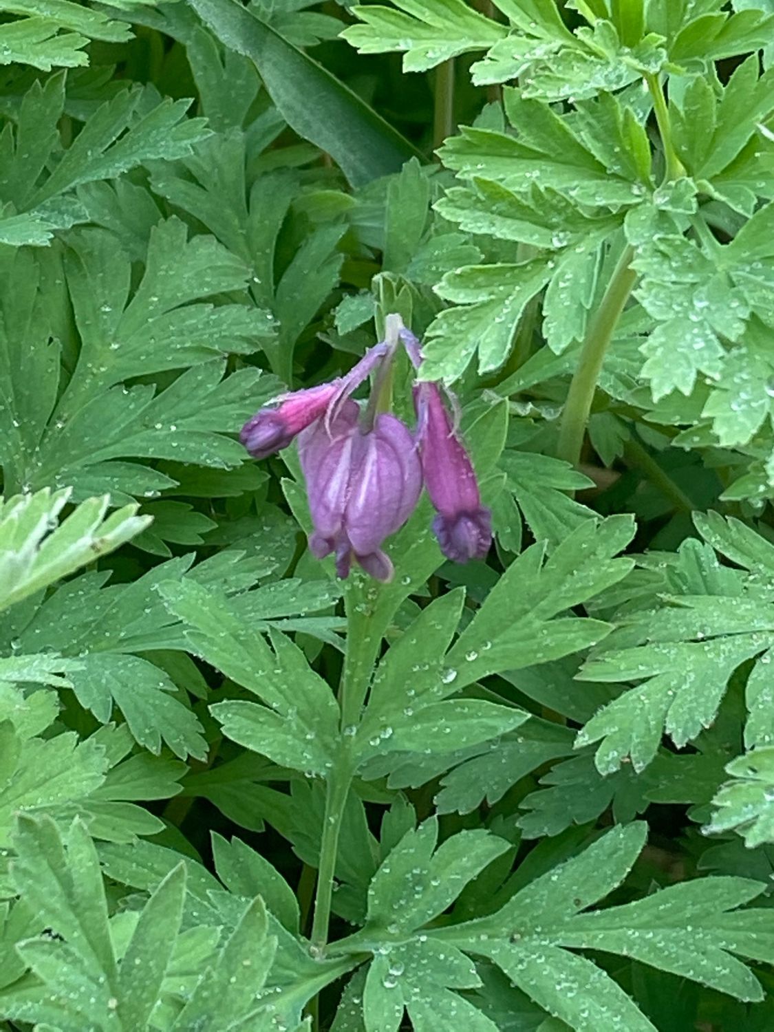 Dicentra formosa - Pacific Bleeding Heart