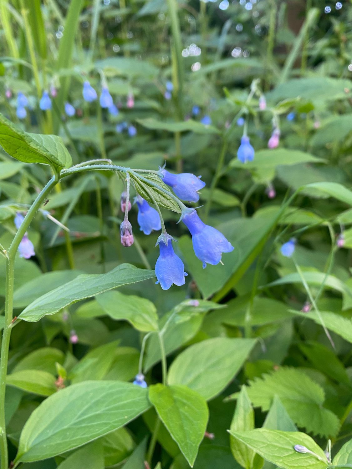 Mertensia platyphylla - Broadleaf Bluebells