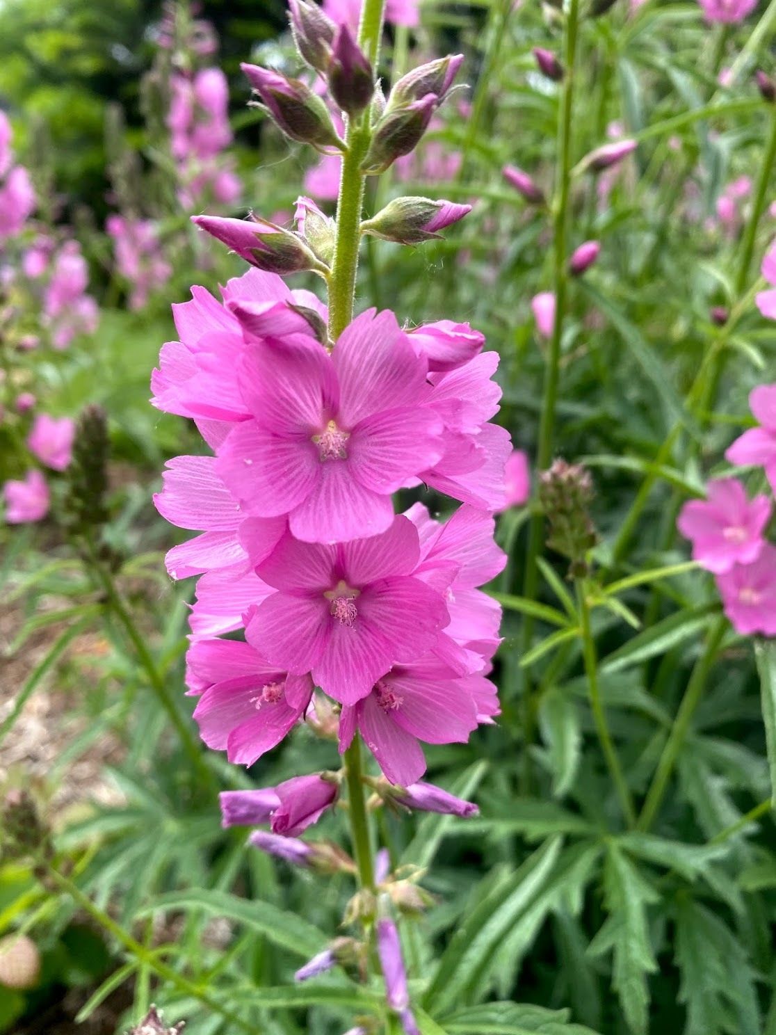 Sidalcea hendersonii - Henderson&#39;s Checker Mallow