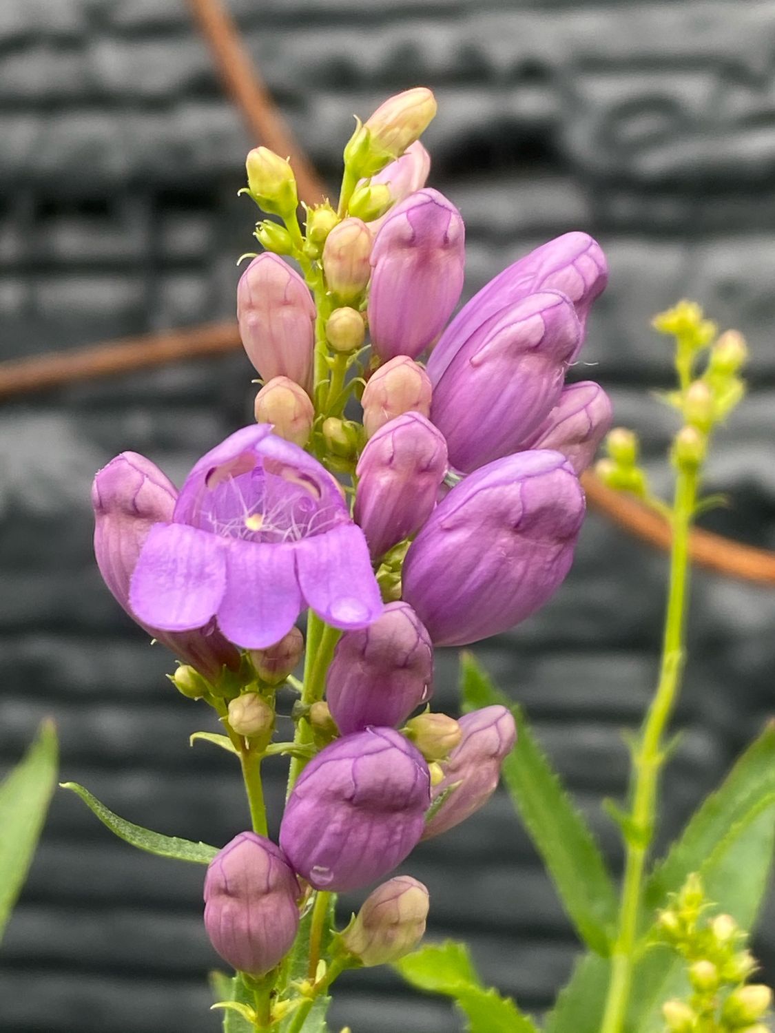 Penstemon venustus - Blue Mountain Penstemon