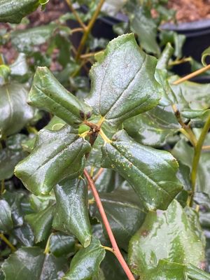 Ceanothus velutinus - Mountain Balm or Snowbrush Ceanothus