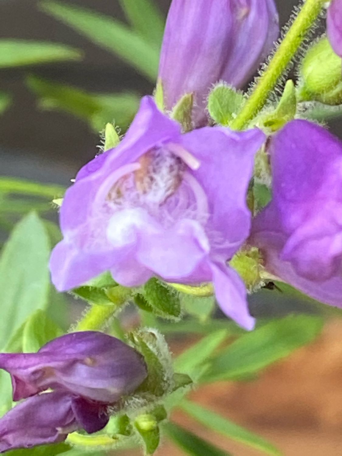 Penstemon fruticosus - Shrubby Penstemon