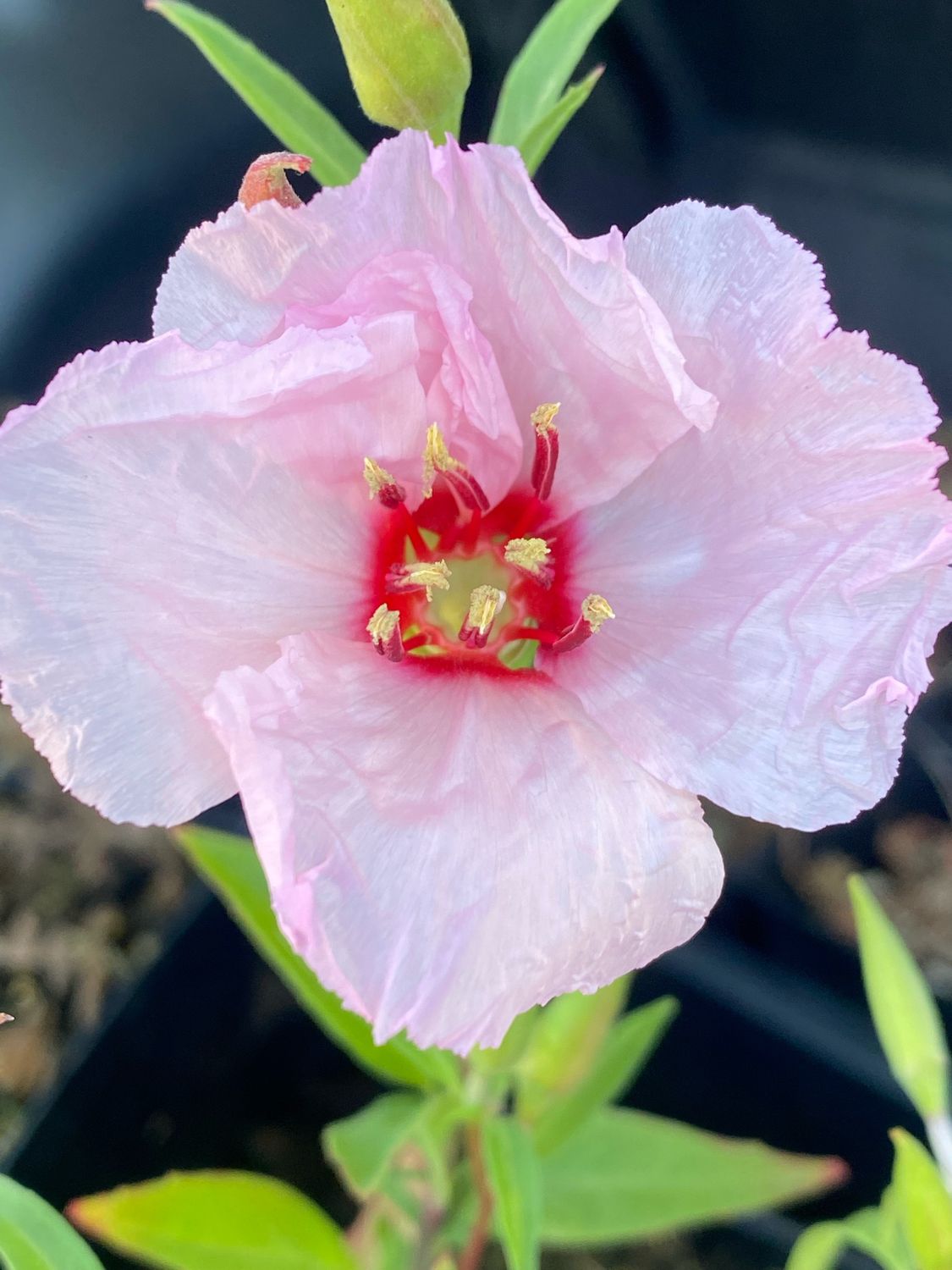 Clarkia amoena - Farewell To Spring