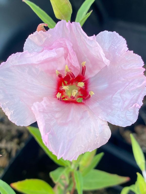 Clarkia amoena - Farewell To Spring