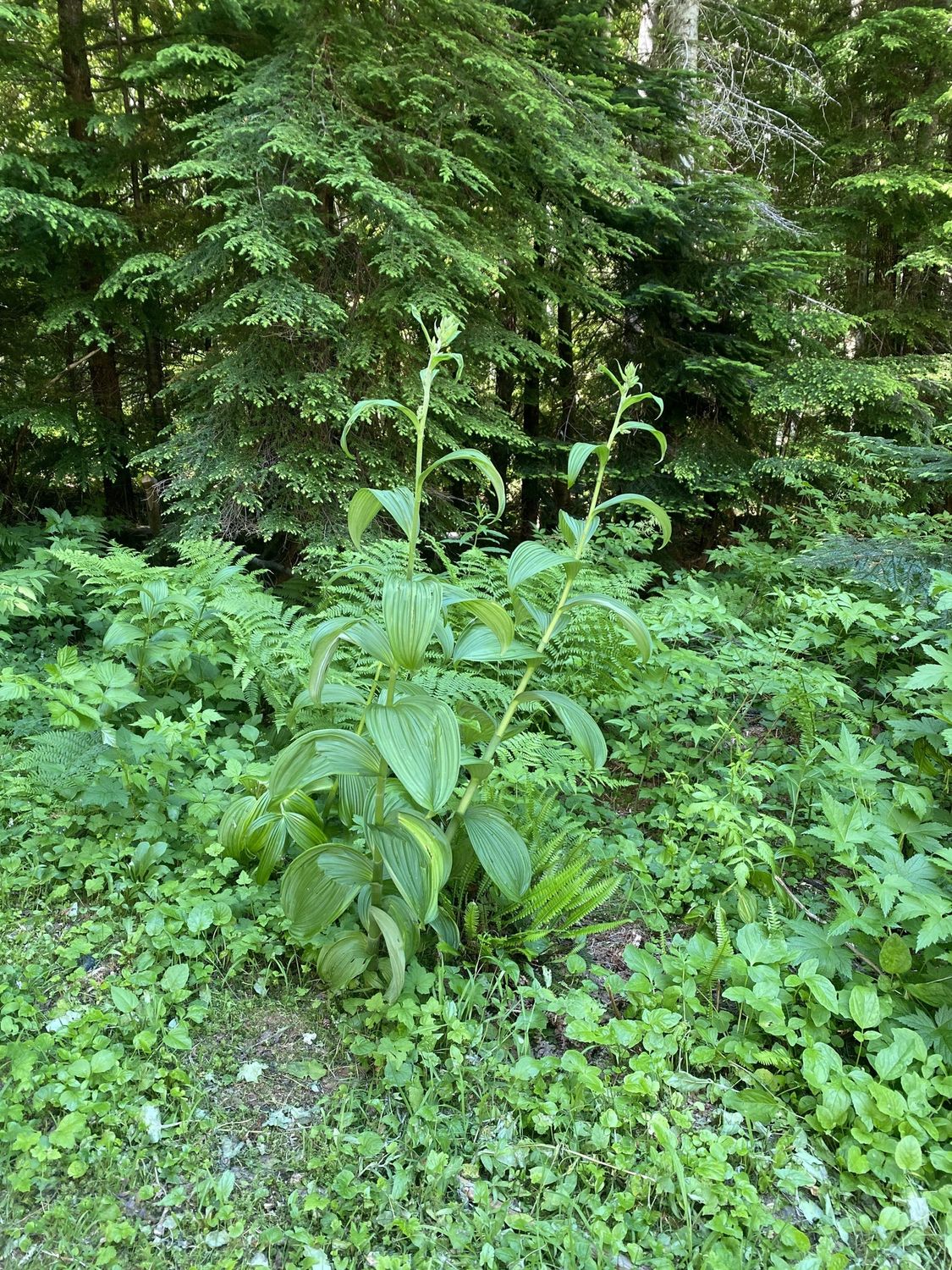 Veratrum viride - Green False Hellebore
