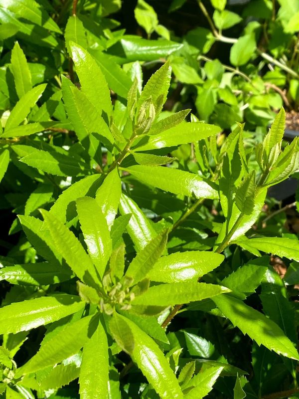 Morella (Myrica) californica - Pacific Wax Myrtle