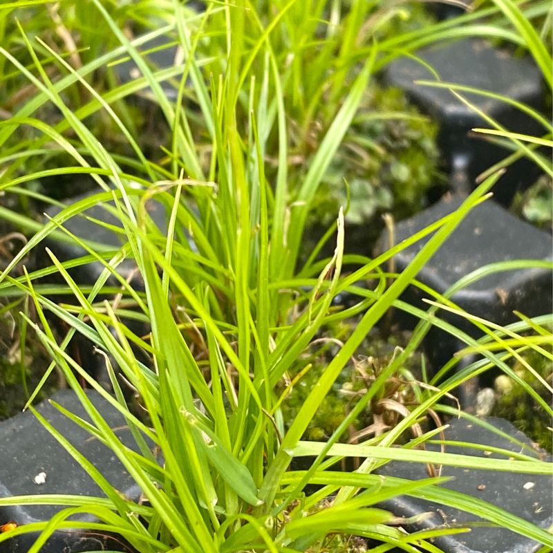 Scirpus microcarpus - Small-Flowered Bulrush