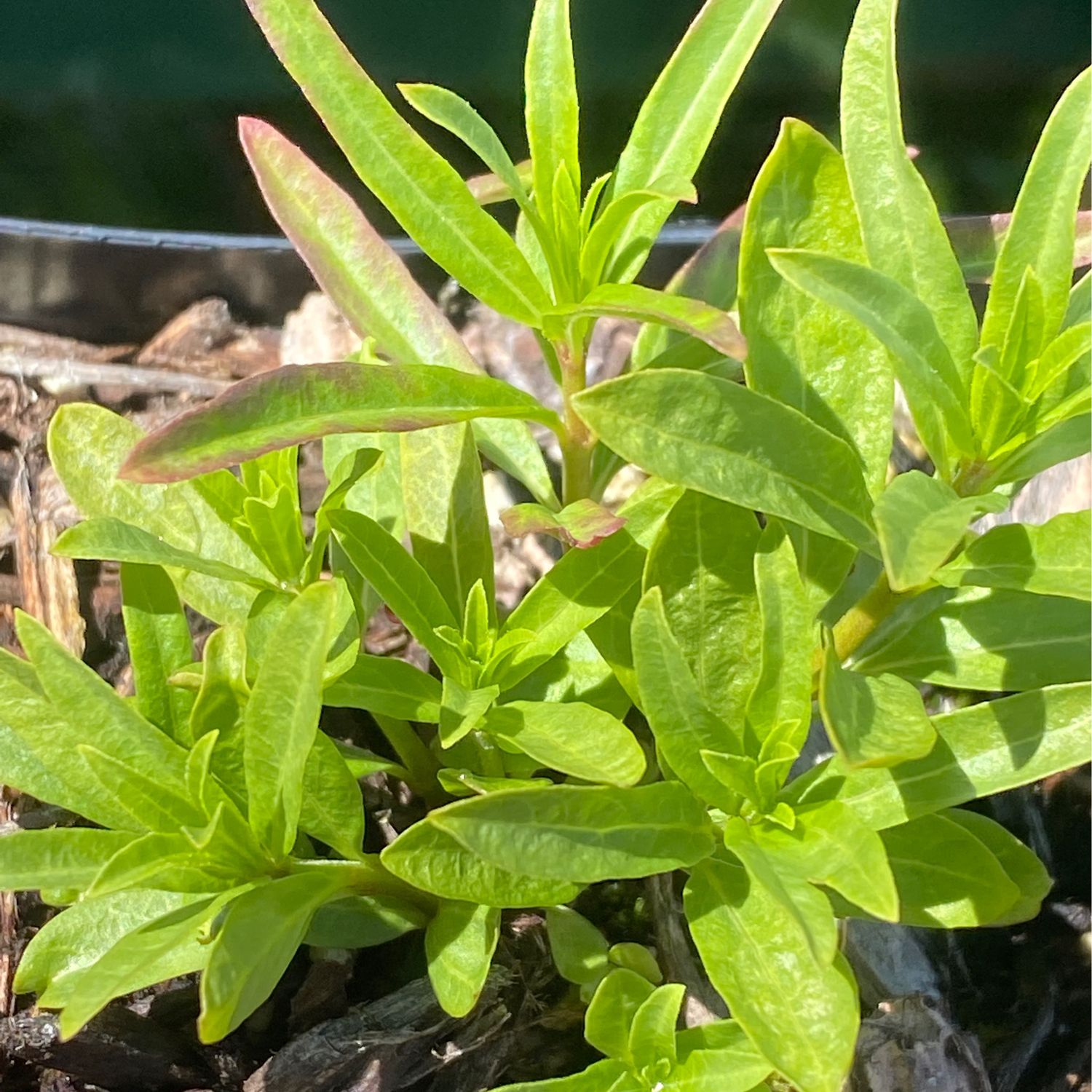 Asclepias fascicularis - Narrow leaved Milkweed