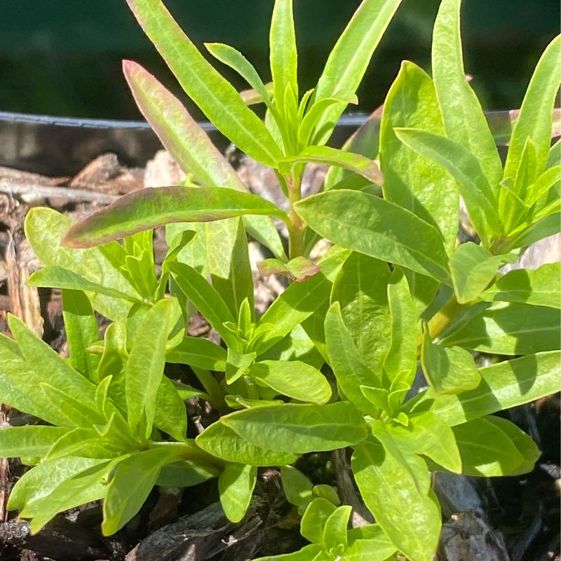 Asclepias fascicularis - Narrow leaved Milkweed