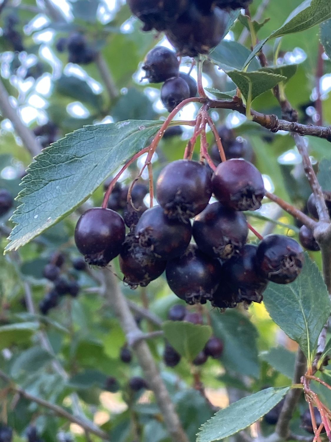 Crataegus douglasii - Black Hawthorn