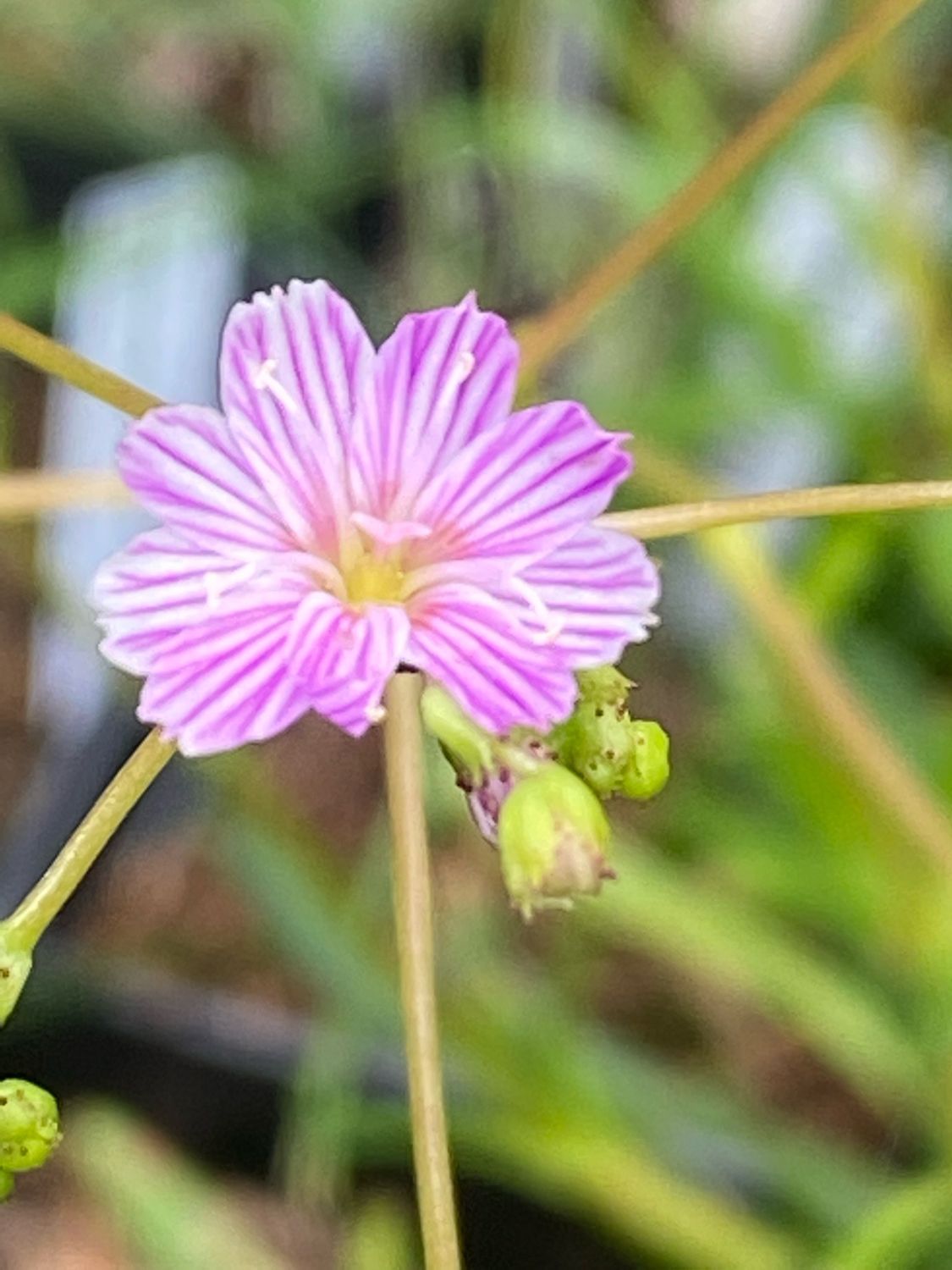 Lewisia columbiana - Columbia Lewisia