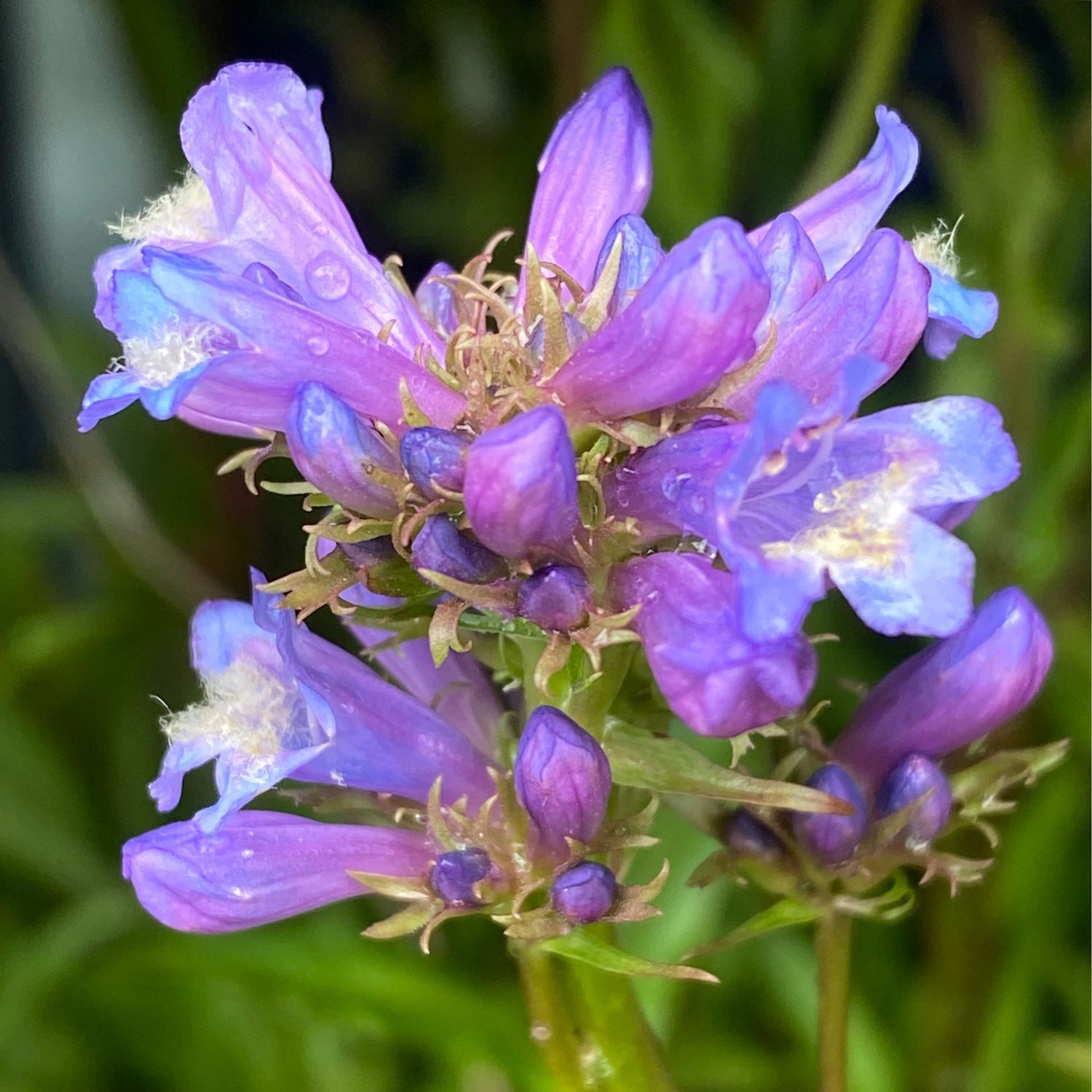 Penstemon rydbergii - Rydberg&#39;s Beardtongue, Meadow Penstemon