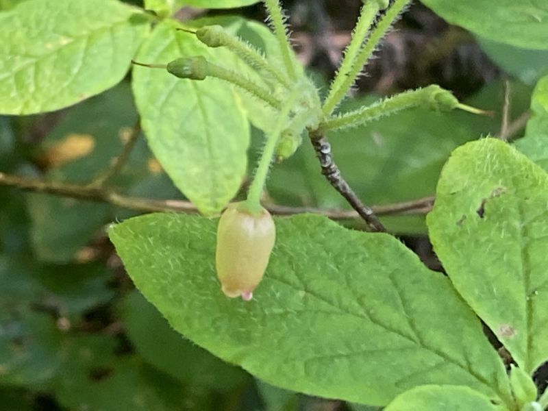 Menziesia (Rhododendron) ferruginea - False Azalea