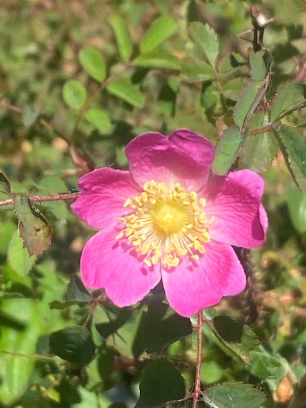 Rosa gymnocarpa - Bald Hip Rose