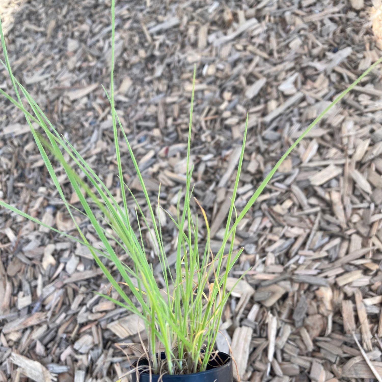 Koeleria macrantha - Prairie Junegrass