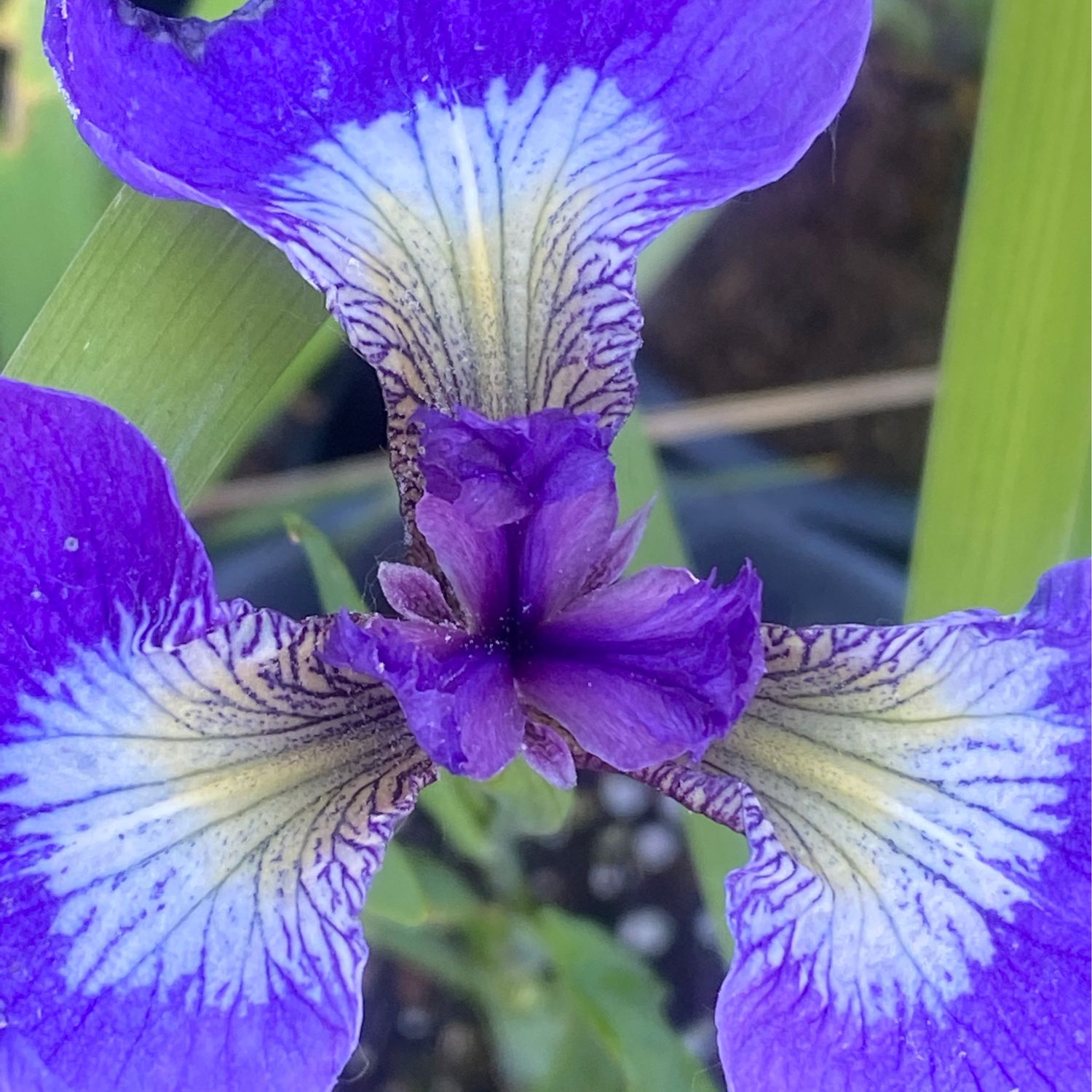 Iris setosa - Alaska Iris