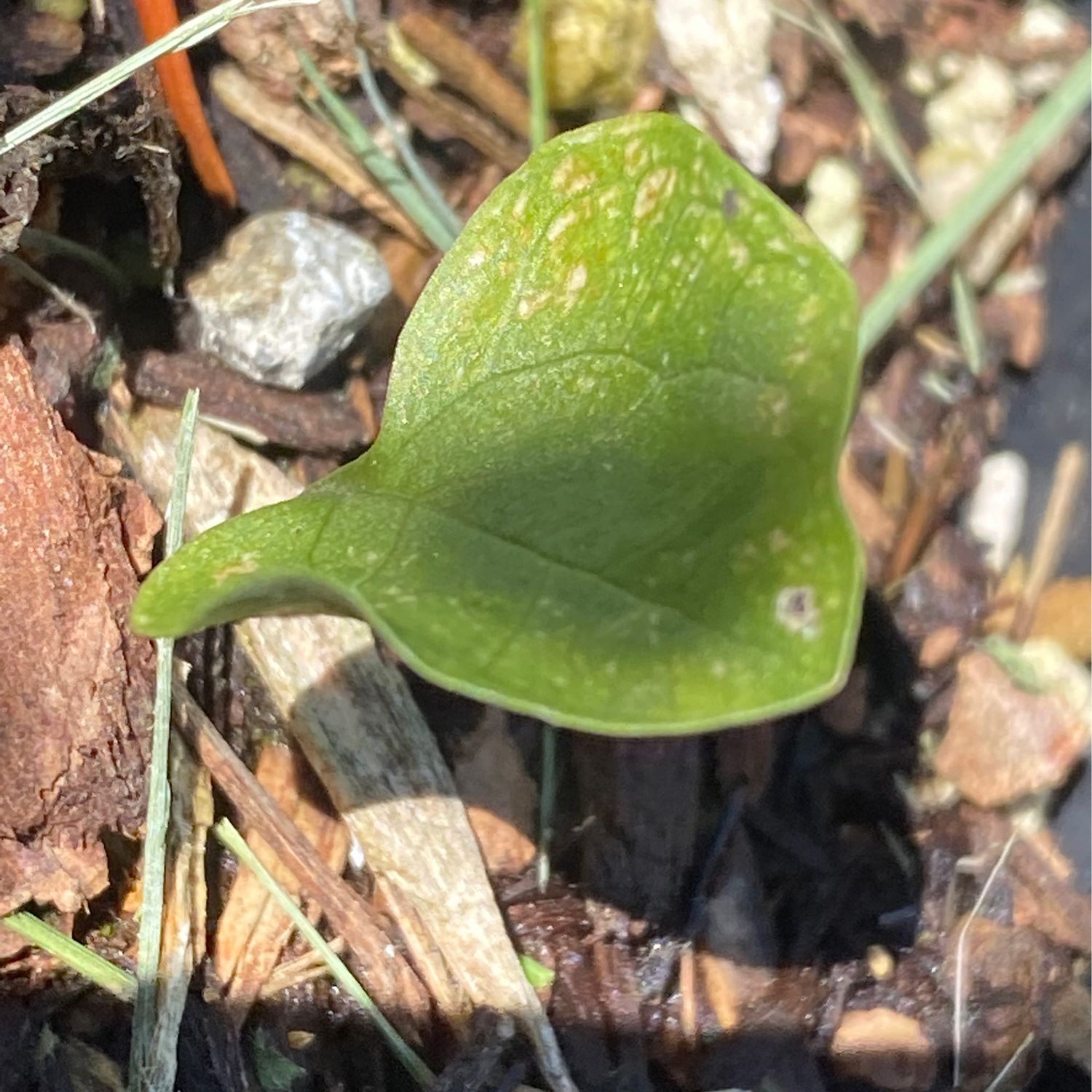 Trillium albidum - Giant Trillium, Sessile Trillium