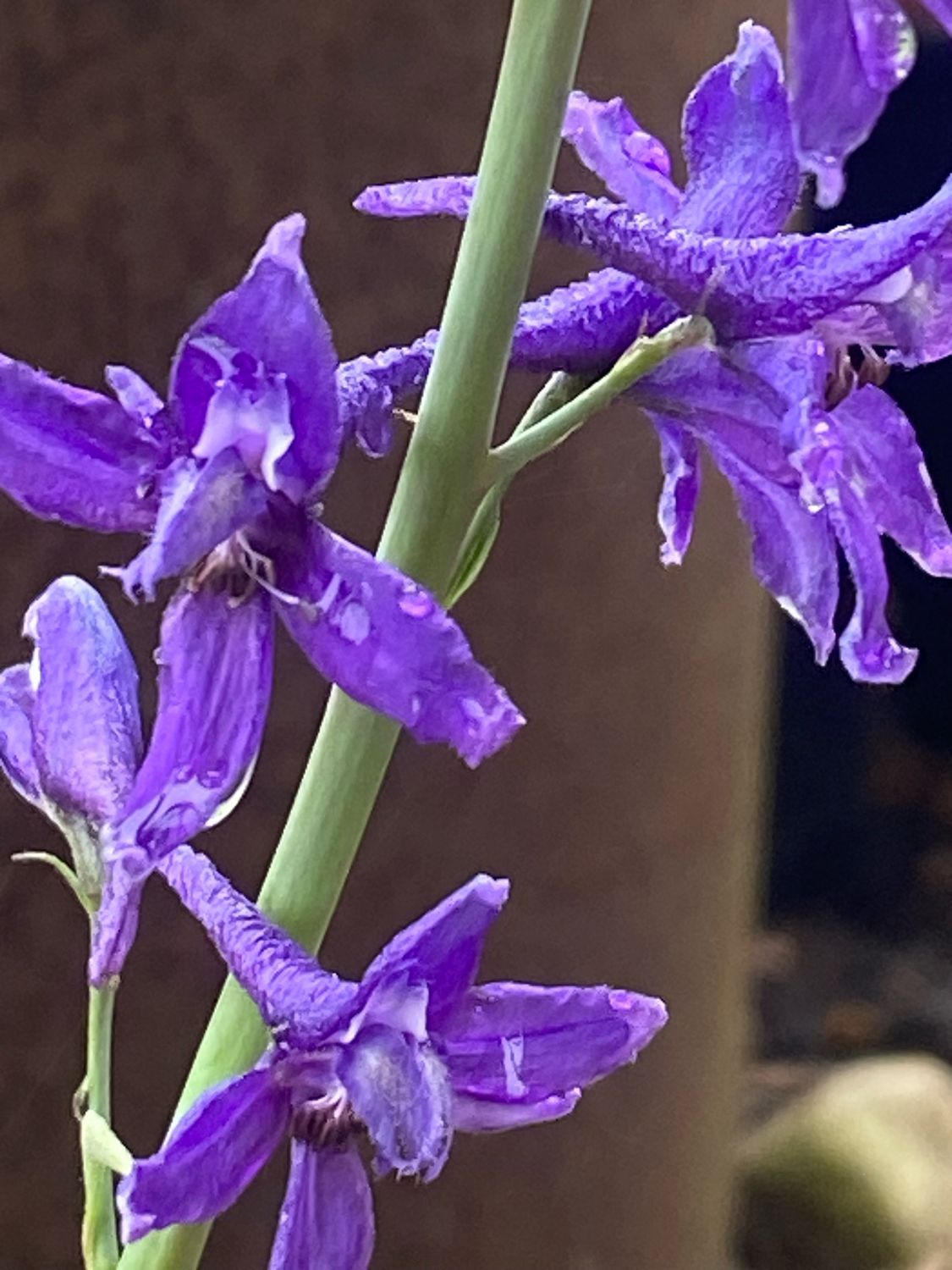 Delphinium glareosum - Olympic Larkspur