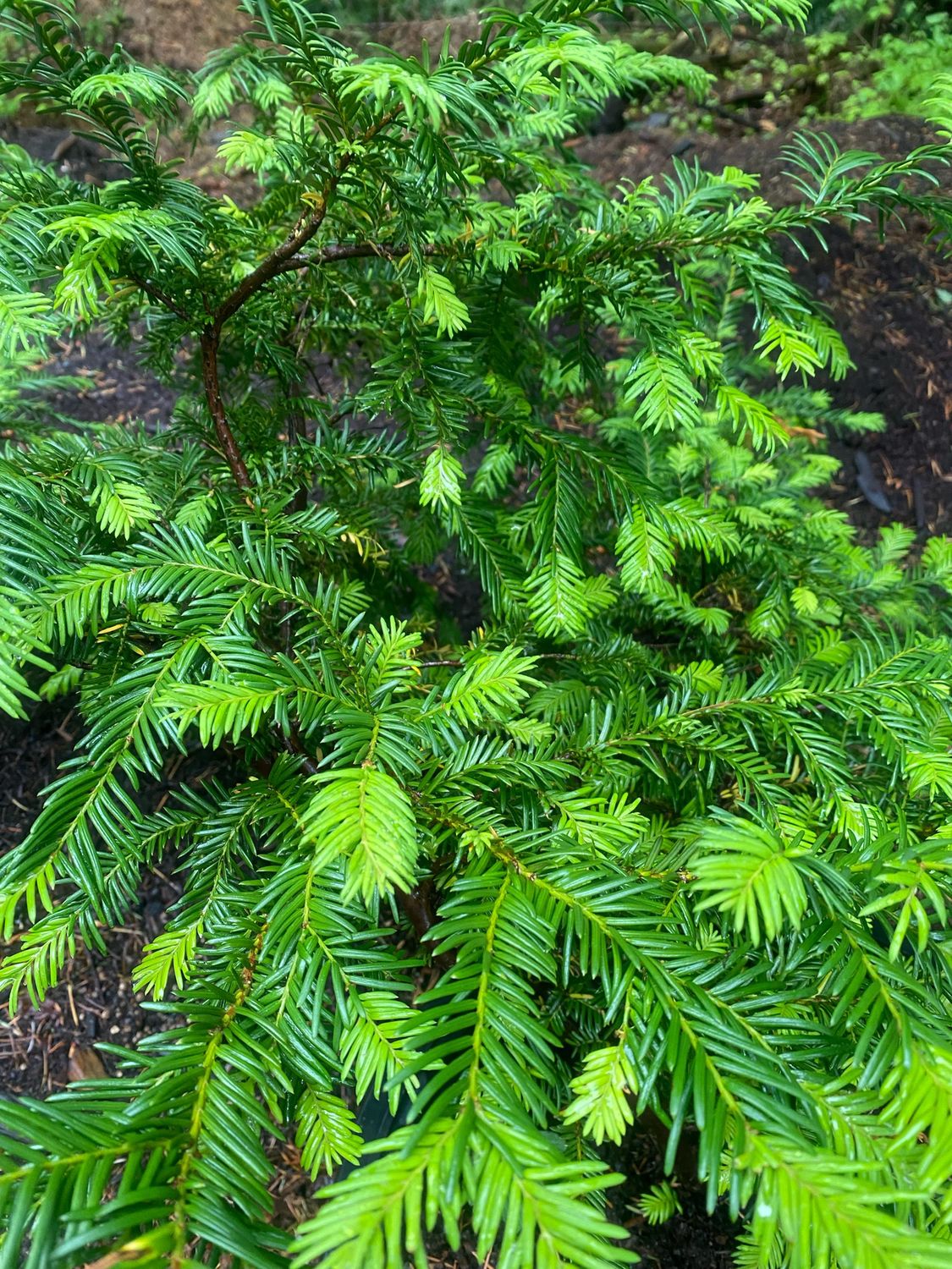 Taxus brevifolia - Pacific Yew