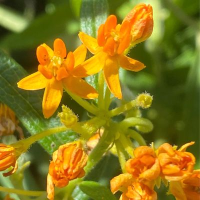 Asclepias tuberosa - Butterfly Weed