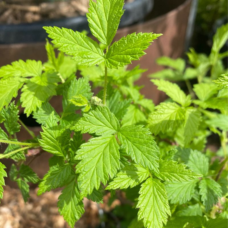 Rubus idaeus - Red Raspberry