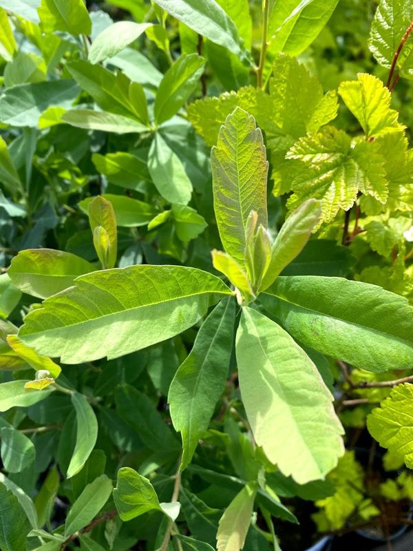 Myrica gale - Sweet Gale