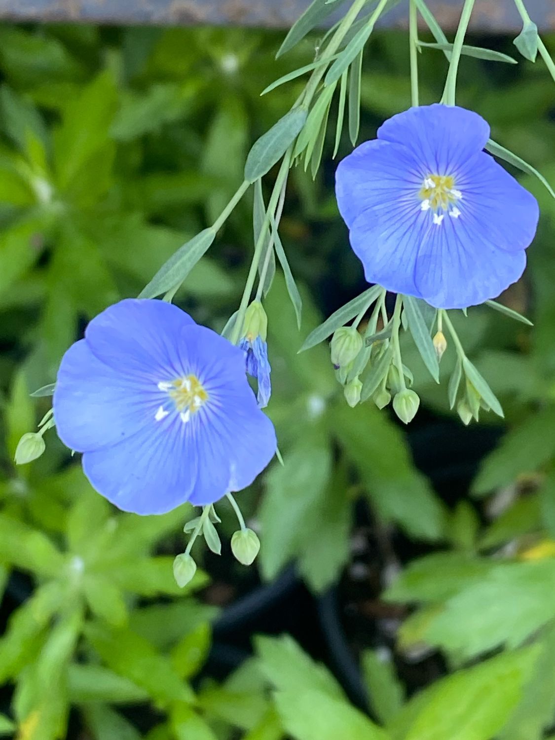 Linum lewisii - Wild Blue Flax