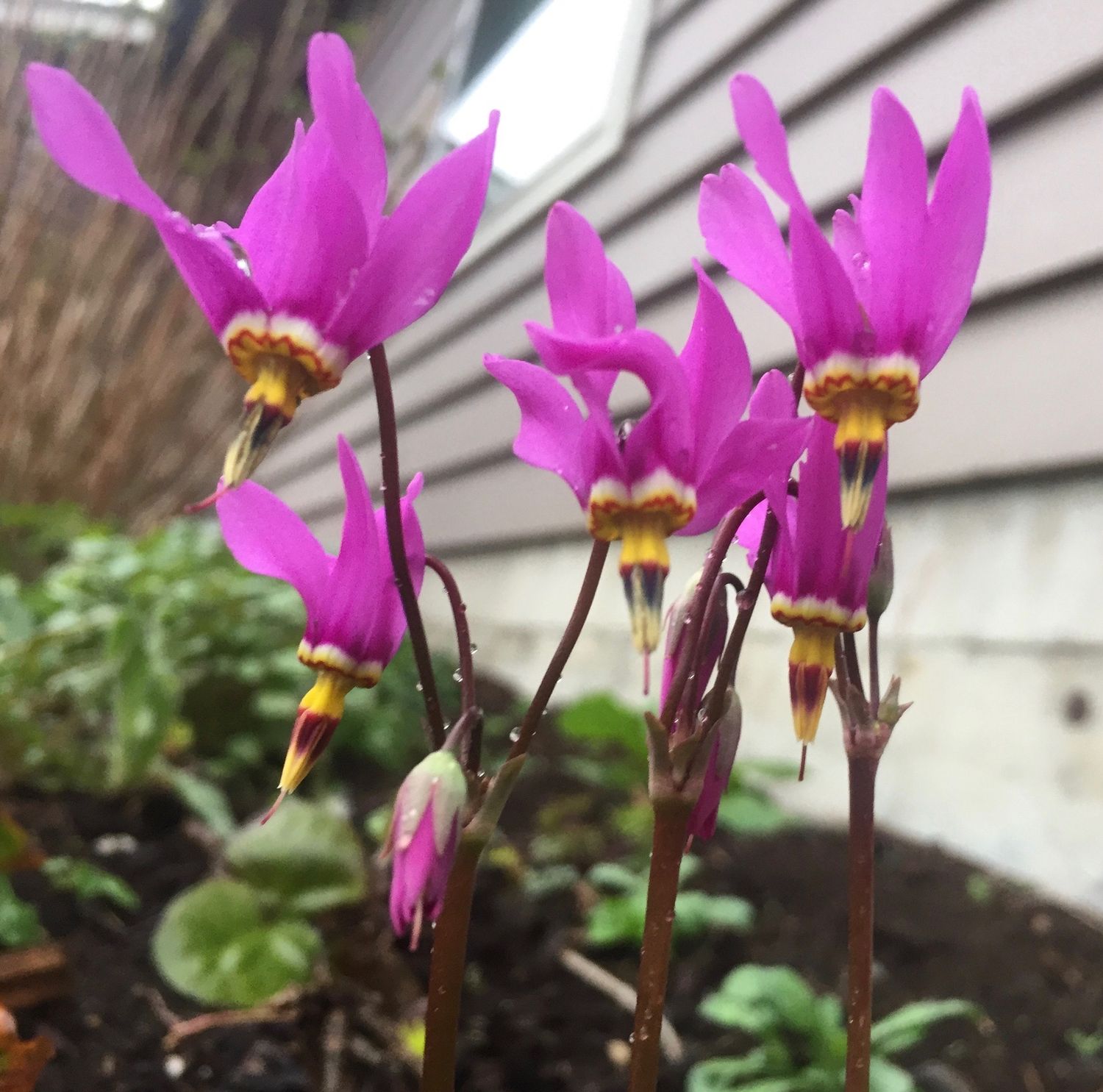 Primula (Dodecatheon) jeffreyi- Jeffrey&#39;s Shooting Star