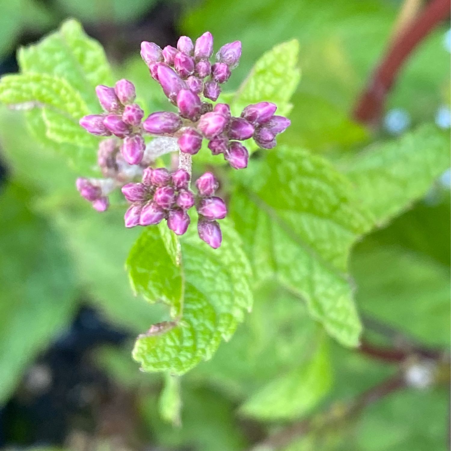 Eutrochium maculatum - Spotted Joe-pye Weed
