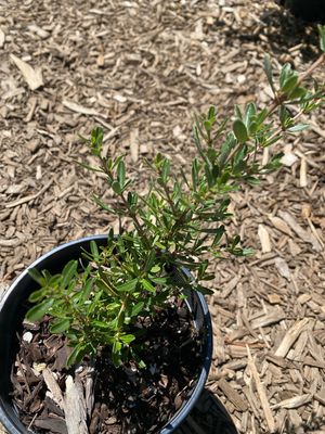 Ceanothus cuneatus - Buckbush