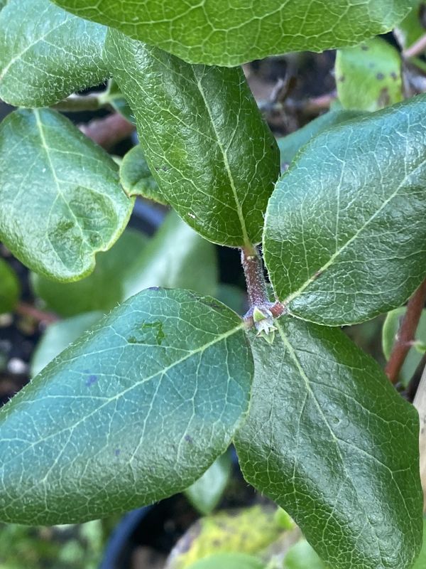 Garrya elliptica - Coast Silk Tassel
