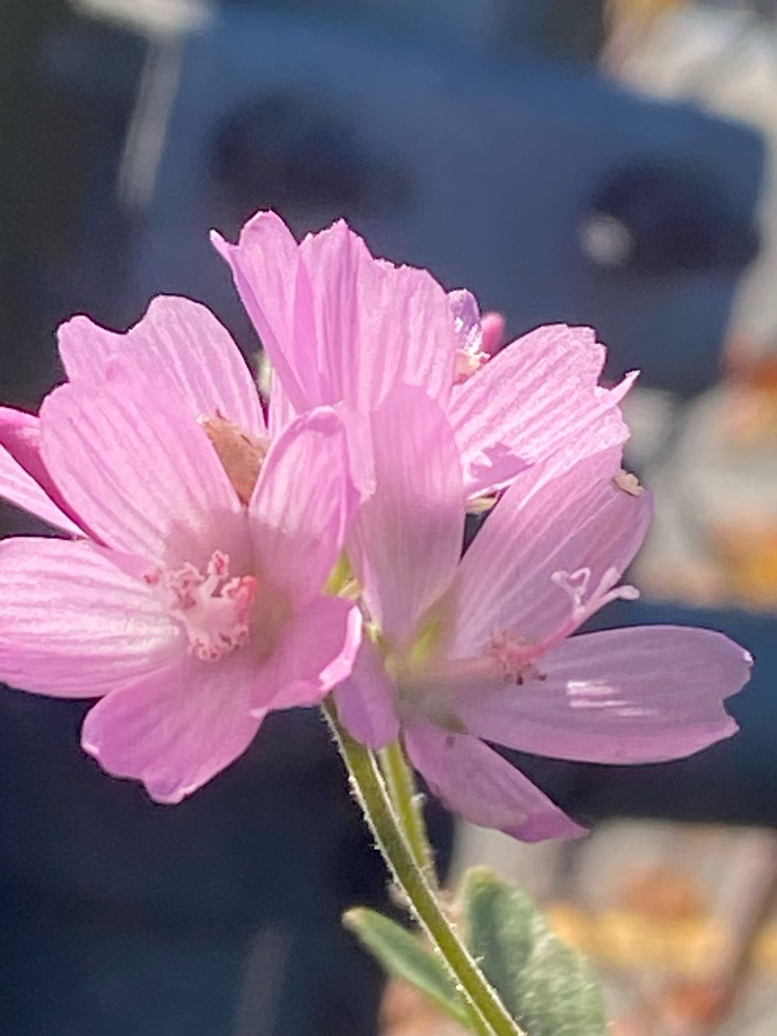 Sidalcea oregana - Oregon Checker Mallow