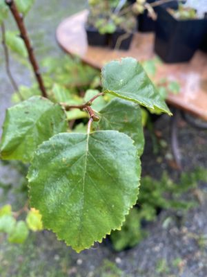 Betula occidentalis - Red or Water Birch
