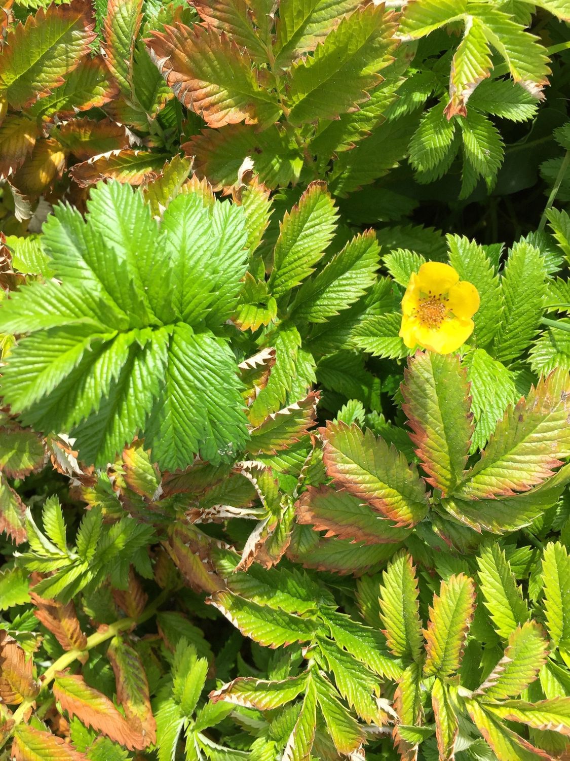 Potentilla (Argentina) anserina - Common Silverweed