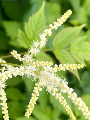 Aruncus dioicus - Goatsbeard
